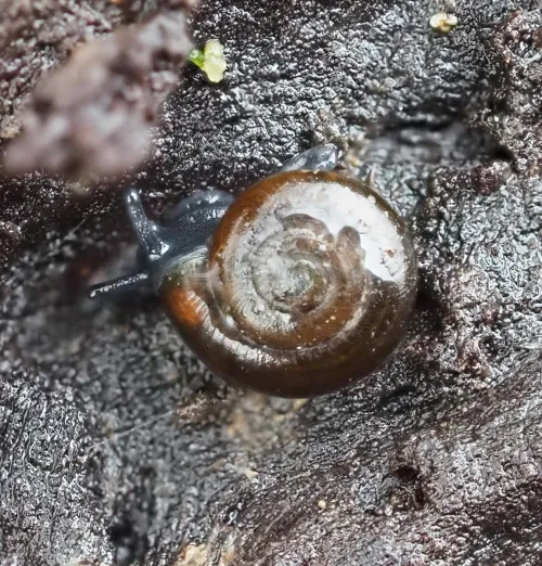 Shiny Glass Snail - photo 7