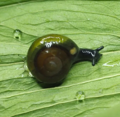 Shiny Glass Snail - photo 8