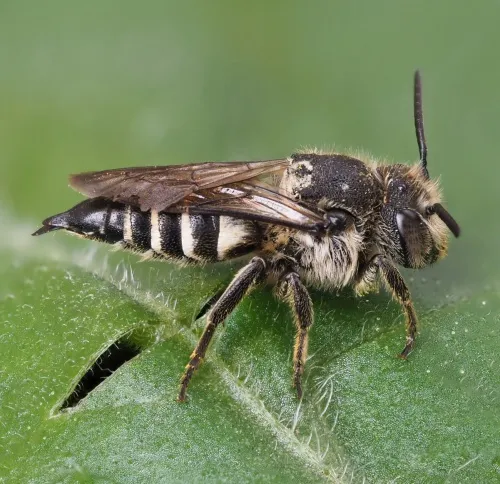 Shiny-vented Sharp-tail Bee - Coelioxys inermis