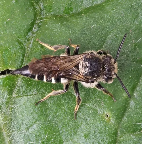 Shiny-vented Sharp-tail Bee - photo 2