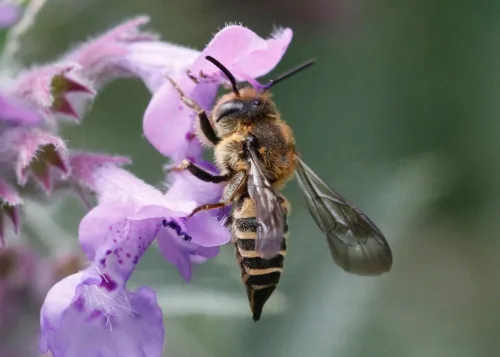 Shiny-vented Sharp-tail Bee - photo 3