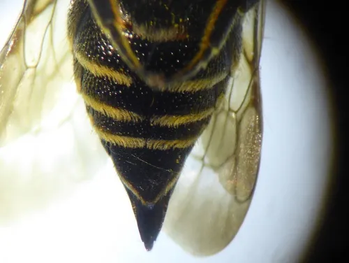 Shiny-vented Sharp-tail Bee - photo 4