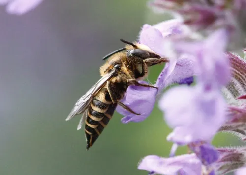 Shiny-vented Sharp-tail Bee - photo 5