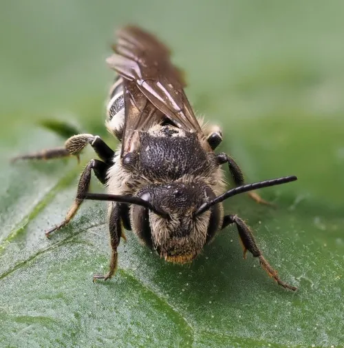 Shiny-vented Sharp-tail Bee - photo 6
