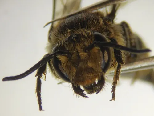 Shiny-vented Sharp-tail Bee - photo 7
