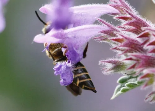 Shiny-vented Sharp-tail Bee - photo 8