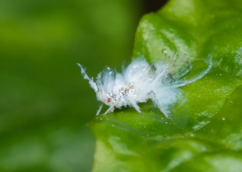 Asian Woolly Hackberry Aphid