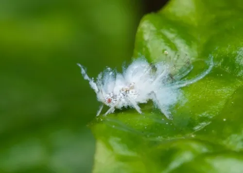 Asian Woolly Hackberry Aphid - photo 3