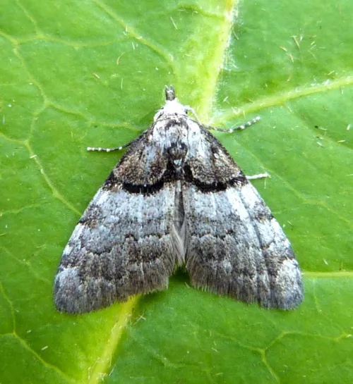 Short-cloaked Moth