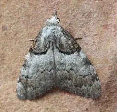 Short-cloaked Moth - photo 2