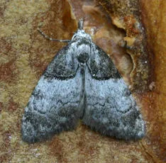 Short-cloaked Moth - photo 3