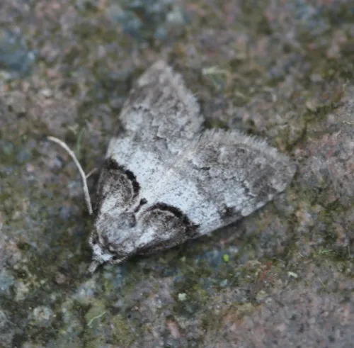 Short-cloaked Moth - photo 4
