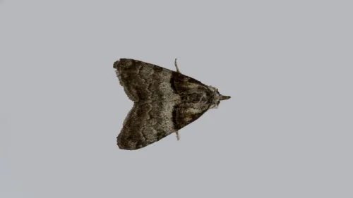 Short-cloaked Moth - photo 5