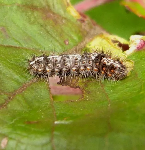 Short-cloaked Moth - photo 6
