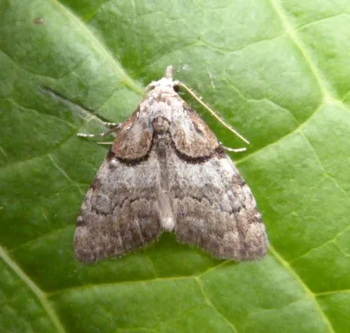 Short-cloaked Moth - photo 7