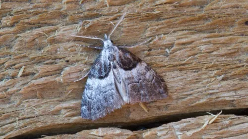 Short-cloaked Moth - photo 8