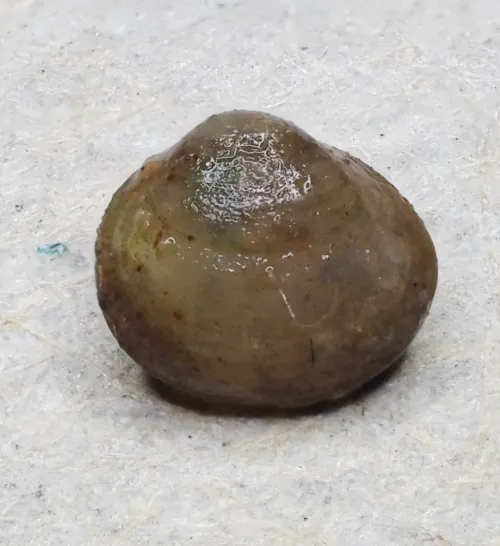 Short-ended Pea Mussel