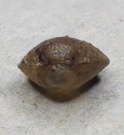 Short-ended Pea Mussel - photo 2