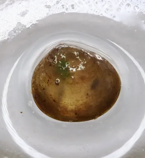 Short-ended Pea Mussel - photo 3