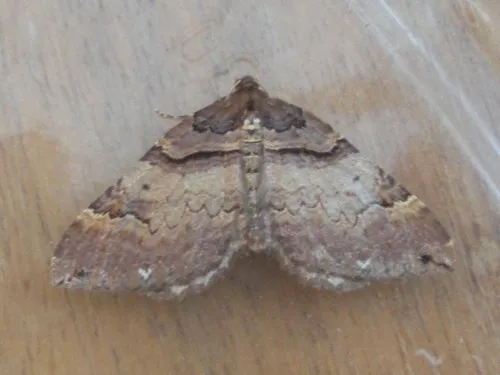Shoulder Stripe - photo 3