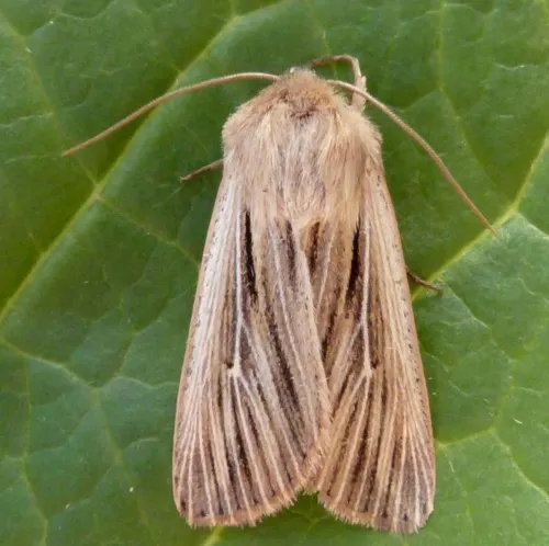 Shoulder-striped Wainscot