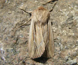 Shoulder-striped Wainscot - photo 2