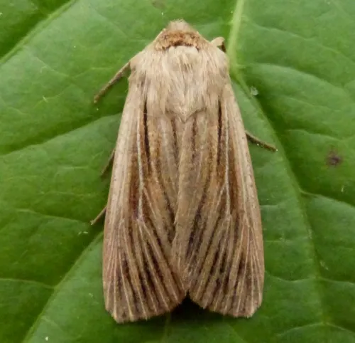 Shoulder-striped Wainscot - photo 3