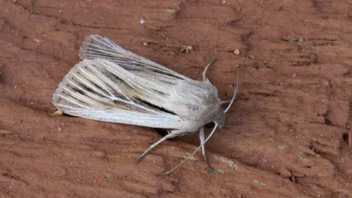 Shoulder-striped Wainscot - photo 4