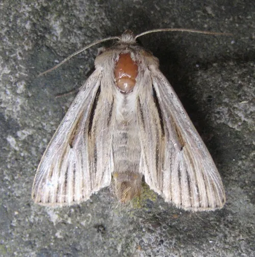 Shoulder-striped Wainscot - photo 5
