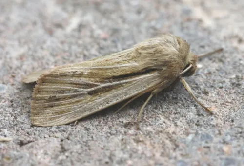 Shoulder-striped Wainscot - photo 6