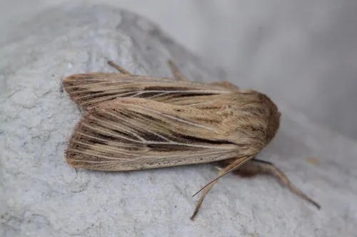 Shoulder-striped Wainscot - photo 7