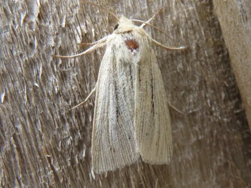 Shoulder-striped Wainscot - photo 8