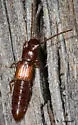 Siagonium americanum