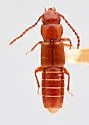 Siagonium americanum - photo 3