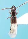 Siagonium punctatum - Siagonium punctatum