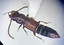 Siagonium stacesmithi