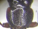 Siagonium stacesmithi - photo 2