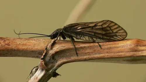 Alderflies - photo 2