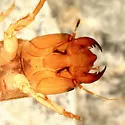 Sialis aequalis - photo 4
