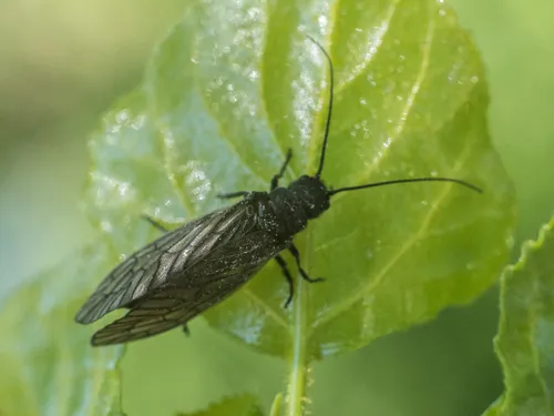 Sialis fuliginosa