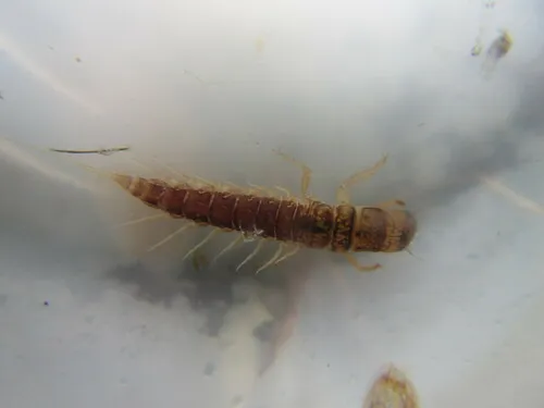 Sialis hamata