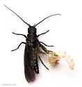 Sialis infumata