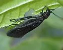 Sialis itasca