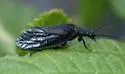 Sialis itasca - photo 2