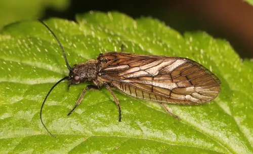 Common Alderfly
