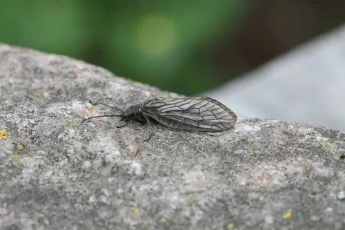Sialis morio