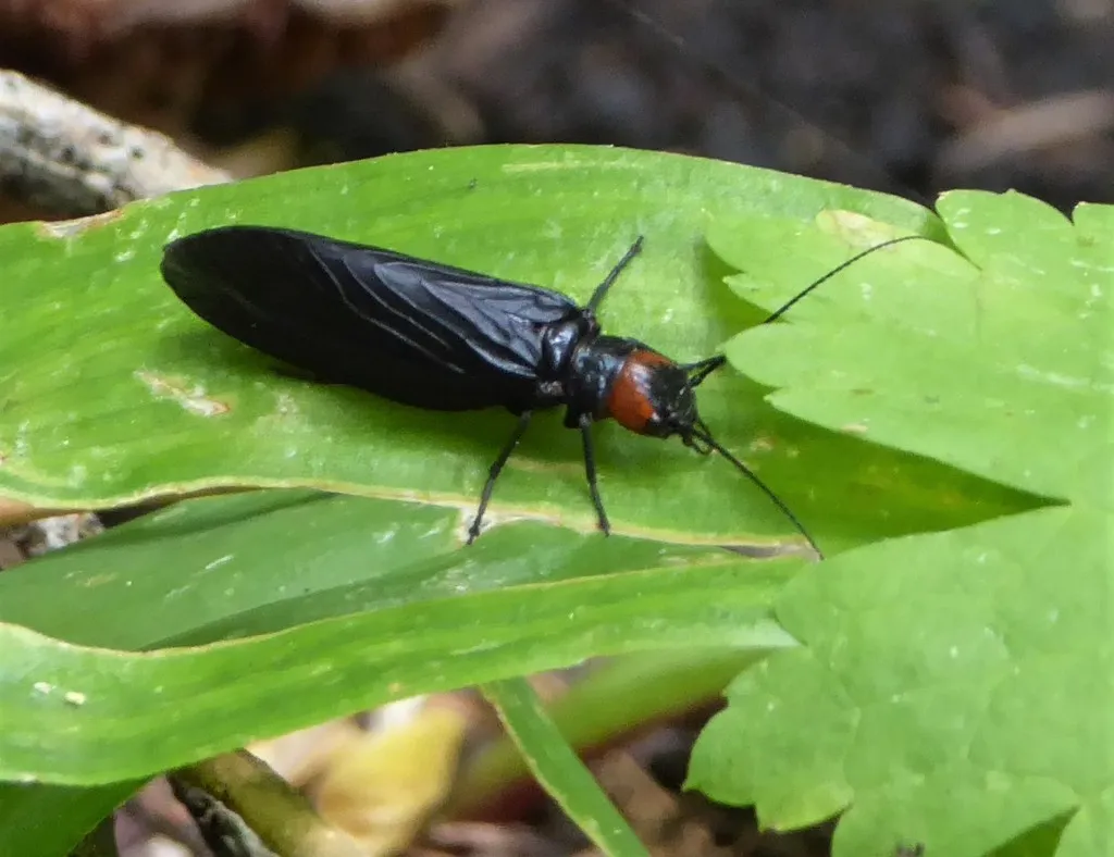 Sialis nevadensis - photo 2