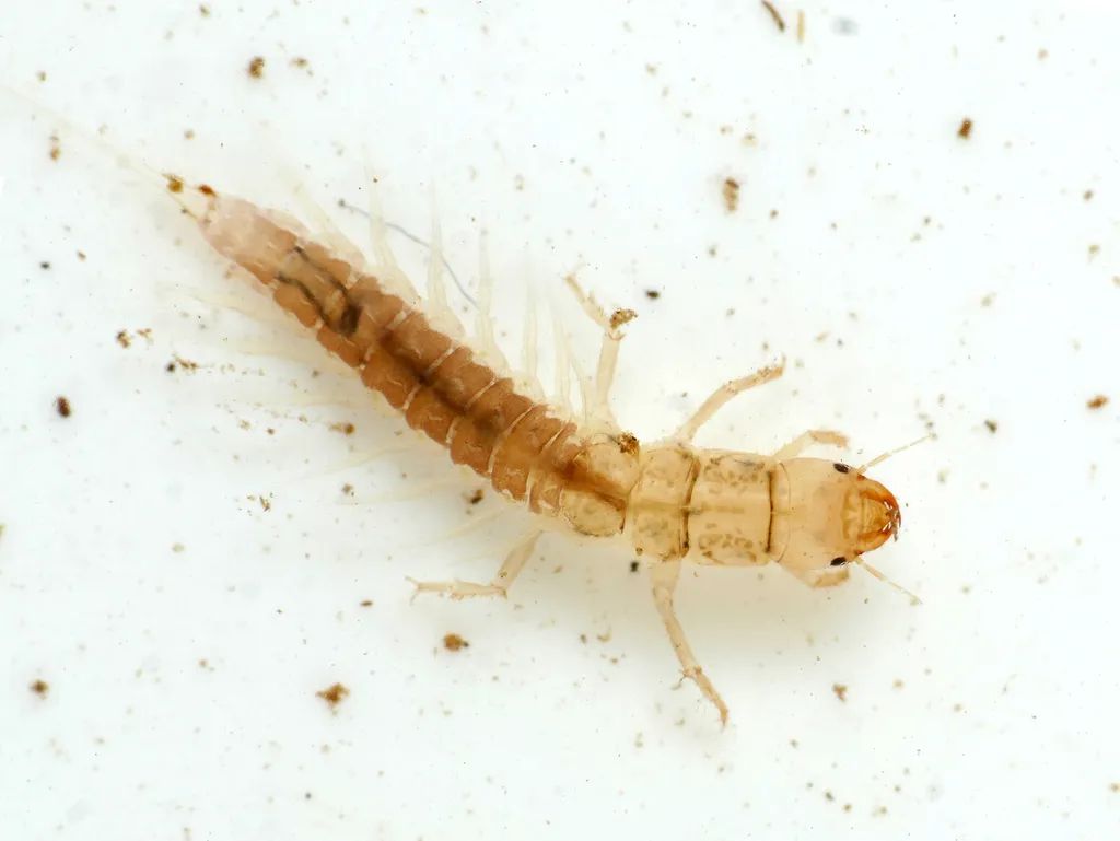 scarce alderfly - photo 2