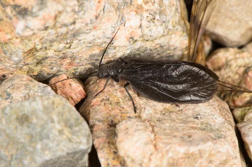 Sialis sinensis