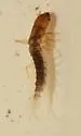 Sialis vagans